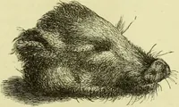An illustration from The royal cookery book (le livre de cuisine) / by Jules Gouffé ; translated from the French and adapted for English use by Alphonse Gouffé ... comprising domestic and high-class cookery, illustrated with sixteen large plates printed in colours, and one hundred and sixty-one woodcuts from drawings from nature by E. Ronjat. (1883)