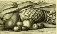 An illustration from The royal cookery book (le livre de cuisine) / by Jules Gouffé ; translated from the French and adapted for English use by Alphonse Gouffé ... comprising domestic and high-class cookery, illustrated with sixteen large plates printed in colours, and one hundred and sixty-one woodcuts from drawings from nature by E. Ronjat. (1883)