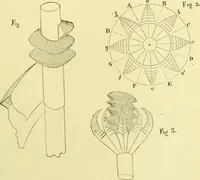 An illustration from The royal cookery book (le livre de cuisine) / by Jules Gouffé ; translated from the French and adapted for English use by Alphonse Gouffé ... comprising domestic and high-class cookery, illustrated with sixteen large plates printed in colours, and one hundred and sixty-one woodcuts from drawings from nature by E. Ronjat. (1883)