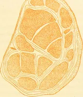 An illustration from The anatomy of sleep: or, the art of procuring sound and refreshing slumber at will / by Edward Binns. (1842)