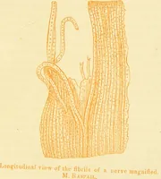 Picture 7 of 8 from The anatomy of sleep: or, the art of procuring sound and refreshing slumber at will / by Edward Binns. (1842), leaf 353
