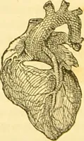 An illustration from The anatomy of sleep: or, the art of procuring sound and refreshing slumber at will / by Edward Binns. (1842)