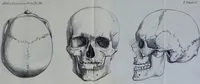 An illustration from Beitraege zur Craniologie / von Th. Landzert. (1867)