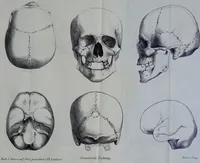 Picture 6 of 13 from Beitraege zur Craniologie / von Th. Landzert. (1867), leaf 53