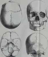 An illustration from Beitraege zur Craniologie / von Th. Landzert. (1867)