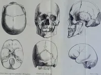An illustration from Beitraege zur Craniologie / von Th. Landzert. (1867)