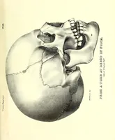 An illustration from Crania Aegyptiaca, or, Observations on Egyptian ethnography derived from anatomy, history and the monuments / by Samuel George Morton. (1844)