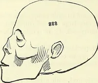 An illustration from Crania Aegyptiaca, or, Observations on Egyptian ethnography derived from anatomy, history and the monuments / by Samuel George Morton. (1844)