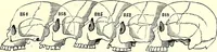 Picture 5 of 49 from Crania Aegyptiaca, or, Observations on Egyptian ethnography derived from anatomy, history and the monuments / by Samuel George Morton. (1844), leaf 25