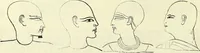 An illustration from Crania Aegyptiaca, or, Observations on Egyptian ethnography derived from anatomy, history and the monuments / by Samuel George Morton. (1844)