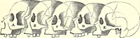 Picture 19 of 49 from Crania Aegyptiaca, or, Observations on Egyptian ethnography derived from anatomy, history and the monuments / by Samuel George Morton. (1844), leaf 51