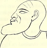 Picture 25 of 49 from Crania Aegyptiaca, or, Observations on Egyptian ethnography derived from anatomy, history and the monuments / by Samuel George Morton. (1844), leaf 55