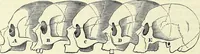 Picture 26 of 49 from Crania Aegyptiaca, or, Observations on Egyptian ethnography derived from anatomy, history and the monuments / by Samuel George Morton. (1844), leaf 56