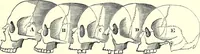 Picture 27 of 49 from Crania Aegyptiaca, or, Observations on Egyptian ethnography derived from anatomy, history and the monuments / by Samuel George Morton. (1844), leaf 57