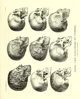 Picture 44 of 49 from Crania Aegyptiaca, or, Observations on Egyptian ethnography derived from anatomy, history and the monuments / by Samuel George Morton. (1844), leaf 93
