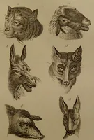 An illustration from Essays on physiognomy : designed to promote the knowledge and the love of mankind ... To which are added , one hundred physiognomonical rules, ... and memoirs of the life of the author / written by John Caspar Lavater. (1797)