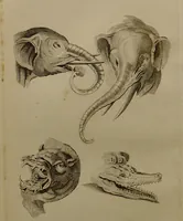 An illustration from Essays on physiognomy : designed to promote the knowledge and the love of mankind ... To which are added , one hundred physiognomonical rules, ... and memoirs of the life of the author / written by John Caspar Lavater. (1797)