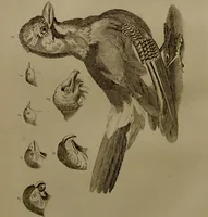An illustration from Essays on physiognomy : designed to promote the knowledge and the love of mankind ... To which are added , one hundred physiognomonical rules, ... and memoirs of the life of the author / written by John Caspar Lavater. (1797)