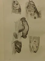 An illustration from Essays on physiognomy : designed to promote the knowledge and the love of mankind ... To which are added , one hundred physiognomonical rules, ... and memoirs of the life of the author / written by John Caspar Lavater. (1797)
