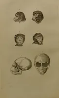 An illustration from Essays on physiognomy : designed to promote the knowledge and the love of mankind ... To which are added , one hundred physiognomonical rules, ... and memoirs of the life of the author / written by John Caspar Lavater. (1797)