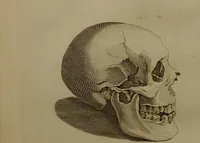 An illustration from Essays on physiognomy : designed to promote the knowledge and the love of mankind ... To which are added , one hundred physiognomonical rules, ... and memoirs of the life of the author / written by John Caspar Lavater. (1797)