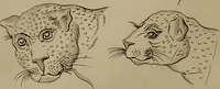 An illustration from Essays on physiognomy : designed to promote the knowledge and the love of mankind ... To which are added , one hundred physiognomonical rules, ... and memoirs of the life of the author / written by John Caspar Lavater. (1797)