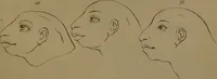 An illustration from Essays on physiognomy : designed to promote the knowledge and the love of mankind ... To which are added , one hundred physiognomonical rules, ... and memoirs of the life of the author / written by John Caspar Lavater. (1797)