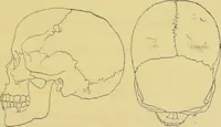 An illustration from Etude sur les cranes Boughis et Dayaks du Muséums d'histoire du naturelle / par le Dr. Montano. (1878)