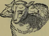 An illustration from Anomalies and curiosities of medicine : being an encyclopedic collection of rare and extraordinary cases, and of the most striking instances of abnormality in all branches of medicine and surgery, derived from an exhaustive research of medical literature from its origin to the present day / abstracted, classified, annotated, and indexed, by George M. Gould and Walter L. Pyle ; with 295 illustrations in the text, and 12 half-tone and colored plates. (1897)