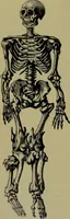 An illustration from Anomalies and curiosities of medicine : being an encyclopedic collection of rare and extraordinary cases, and of the most striking instances of abnormality in all branches of medicine and surgery, derived from an exhaustive research of medical literature from its origin to the present day / abstracted, classified, annotated, and indexed, by George M. Gould and Walter L. Pyle ; with 295 illustrations in the text, and 12 half-tone and colored plates. (1897)