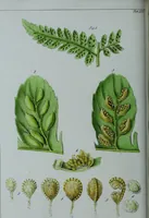 An illustration from Genera filicum, or, Illustrations of the ferns, and other allied genera / from the original coloured drawings of Francis Bauer ; with additions and descriptive letterpress, by Sir William Jackson Hooker. (1842)
