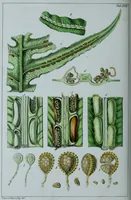 An illustration from Genera filicum, or, Illustrations of the ferns, and other allied genera / from the original coloured drawings of Francis Bauer ; with additions and descriptive letterpress, by Sir William Jackson Hooker. (1842)