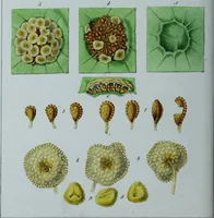 An illustration from Genera filicum, or, Illustrations of the ferns, and other allied genera / from the original coloured drawings of Francis Bauer ; with additions and descriptive letterpress, by Sir William Jackson Hooker. (1842)