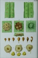 Picture 24 of 126 from Genera filicum, or, Illustrations of the ferns, and other allied genera / from the original coloured drawings of Francis Bauer ; with additions and descriptive letterpress, by Sir William Jackson Hooker. (1842), leaf 115
