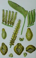 An illustration from Genera filicum, or, Illustrations of the ferns, and other allied genera / from the original coloured drawings of Francis Bauer ; with additions and descriptive letterpress, by Sir William Jackson Hooker. (1842)
