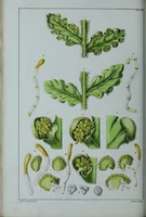 Picture 26 of 126 from Genera filicum, or, Illustrations of the ferns, and other allied genera / from the original coloured drawings of Francis Bauer ; with additions and descriptive letterpress, by Sir William Jackson Hooker. (1842), leaf 127