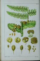 An illustration from Genera filicum, or, Illustrations of the ferns, and other allied genera / from the original coloured drawings of Francis Bauer ; with additions and descriptive letterpress, by Sir William Jackson Hooker. (1842)