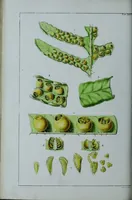 An illustration from Genera filicum, or, Illustrations of the ferns, and other allied genera / from the original coloured drawings of Francis Bauer ; with additions and descriptive letterpress, by Sir William Jackson Hooker. (1842)