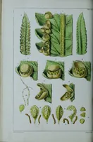 An illustration from Genera filicum, or, Illustrations of the ferns, and other allied genera / from the original coloured drawings of Francis Bauer ; with additions and descriptive letterpress, by Sir William Jackson Hooker. (1842)