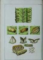 An illustration from Genera filicum, or, Illustrations of the ferns, and other allied genera / from the original coloured drawings of Francis Bauer ; with additions and descriptive letterpress, by Sir William Jackson Hooker. (1842)