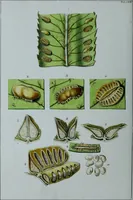 Picture 32 of 126 from Genera filicum, or, Illustrations of the ferns, and other allied genera / from the original coloured drawings of Francis Bauer ; with additions and descriptive letterpress, by Sir William Jackson Hooker. (1842), leaf 163