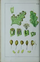 An illustration from Genera filicum, or, Illustrations of the ferns, and other allied genera / from the original coloured drawings of Francis Bauer ; with additions and descriptive letterpress, by Sir William Jackson Hooker. (1842)