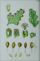 Picture 34 of 126 from Genera filicum, or, Illustrations of the ferns, and other allied genera / from the original coloured drawings of Francis Bauer ; with additions and descriptive letterpress, by Sir William Jackson Hooker. (1842), leaf 169