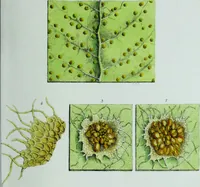 An illustration from Genera filicum, or, Illustrations of the ferns, and other allied genera / from the original coloured drawings of Francis Bauer ; with additions and descriptive letterpress, by Sir William Jackson Hooker. (1842)