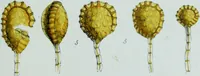 Picture 2 of 126 from Genera filicum, or, Illustrations of the ferns, and other allied genera / from the original coloured drawings of Francis Bauer ; with additions and descriptive letterpress, by Sir William Jackson Hooker. (1842), leaf 17