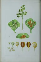 An illustration from Genera filicum, or, Illustrations of the ferns, and other allied genera / from the original coloured drawings of Francis Bauer ; with additions and descriptive letterpress, by Sir William Jackson Hooker. (1842)