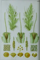 An illustration from Genera filicum, or, Illustrations of the ferns, and other allied genera / from the original coloured drawings of Francis Bauer ; with additions and descriptive letterpress, by Sir William Jackson Hooker. (1842)