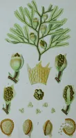 An illustration from Genera filicum, or, Illustrations of the ferns, and other allied genera / from the original coloured drawings of Francis Bauer ; with additions and descriptive letterpress, by Sir William Jackson Hooker. (1842)