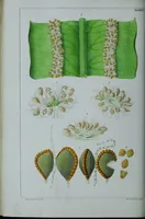 Picture 40 of 126 from Genera filicum, or, Illustrations of the ferns, and other allied genera / from the original coloured drawings of Francis Bauer ; with additions and descriptive letterpress, by Sir William Jackson Hooker. (1842), leaf 211