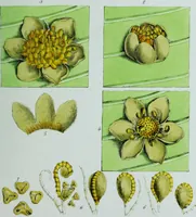 Picture 4 of 126 from Genera filicum, or, Illustrations of the ferns, and other allied genera / from the original coloured drawings of Francis Bauer ; with additions and descriptive letterpress, by Sir William Jackson Hooker. (1842), leaf 22